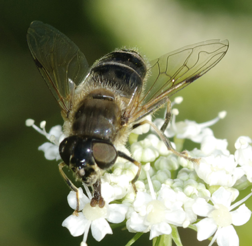 Eristalis sp.